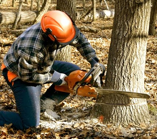 Tree Removal in Boynton, OK